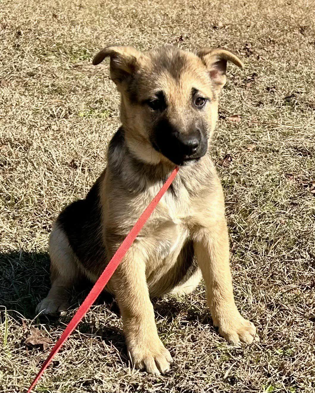Noah, ADOPTABLE, Puppy Male German Shepherd Dog.