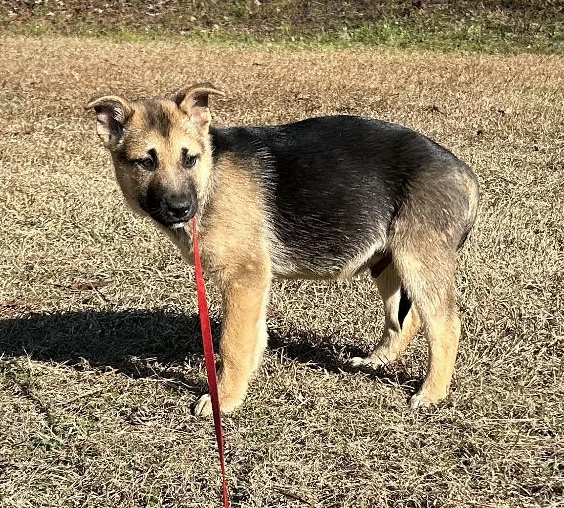 Enlarge Noah, a ADOPTABLE German Shepherd Dog in Westport, MA image 3/5