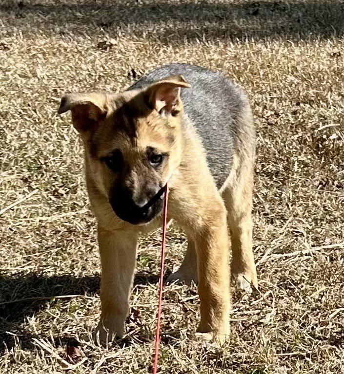 Enlarge Noah, a ADOPTABLE German Shepherd Dog in Westport, MA image 2/5
