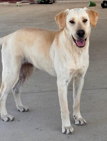 Veronica, Adoptable, Young Female Labrador Retriever.