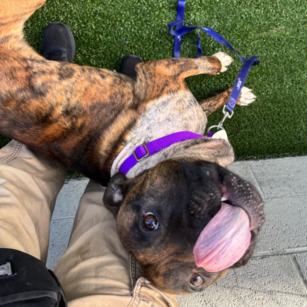 Tickle, a Adoptable Pit Bull Terrier in Los Angeles, CA image 1/5