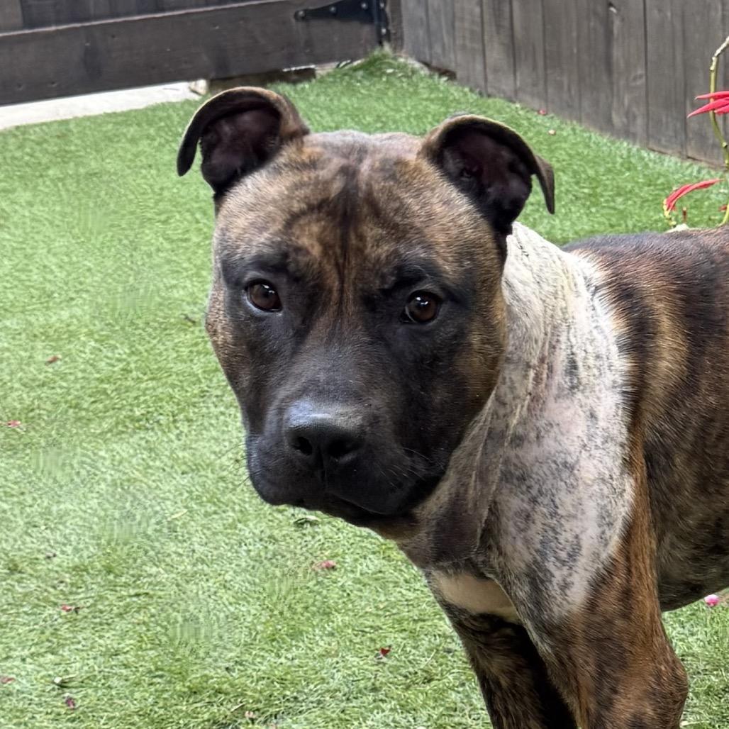 Tickle, a Adoptable Pit Bull Terrier in Los Angeles, CA image 2/5