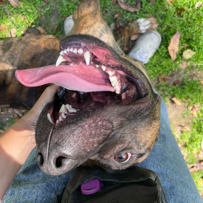 Tickle, a Adoptable Pit Bull Terrier in Los Angeles, CA image 3/5