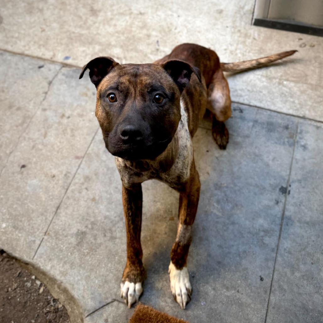 Tickle, a Adoptable Pit Bull Terrier in Los Angeles, CA image 4/5