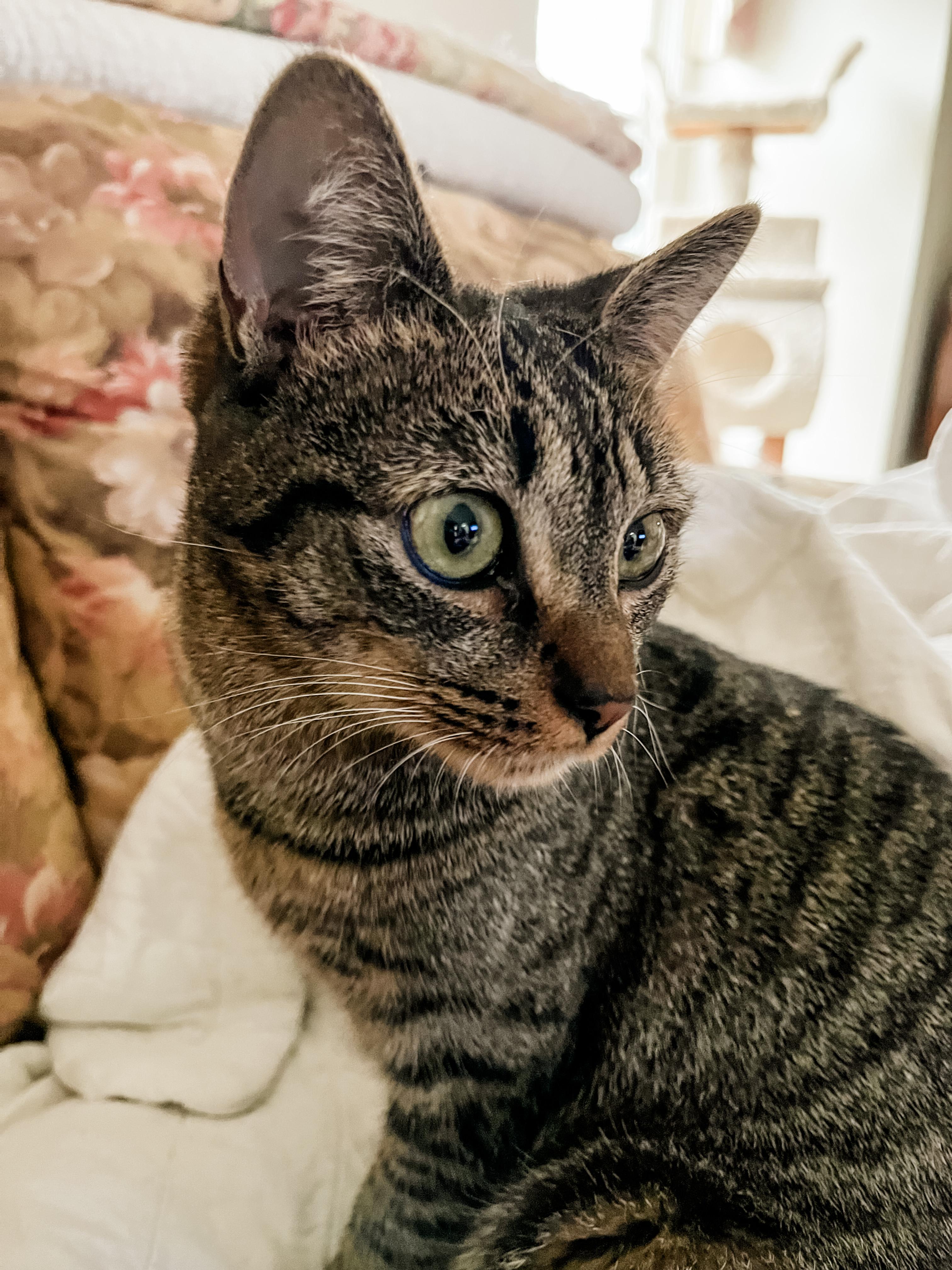 Enlarge GYPSY, a ADOPTABLE Domestic Short Hair in Philadelphia, PA image 3/3