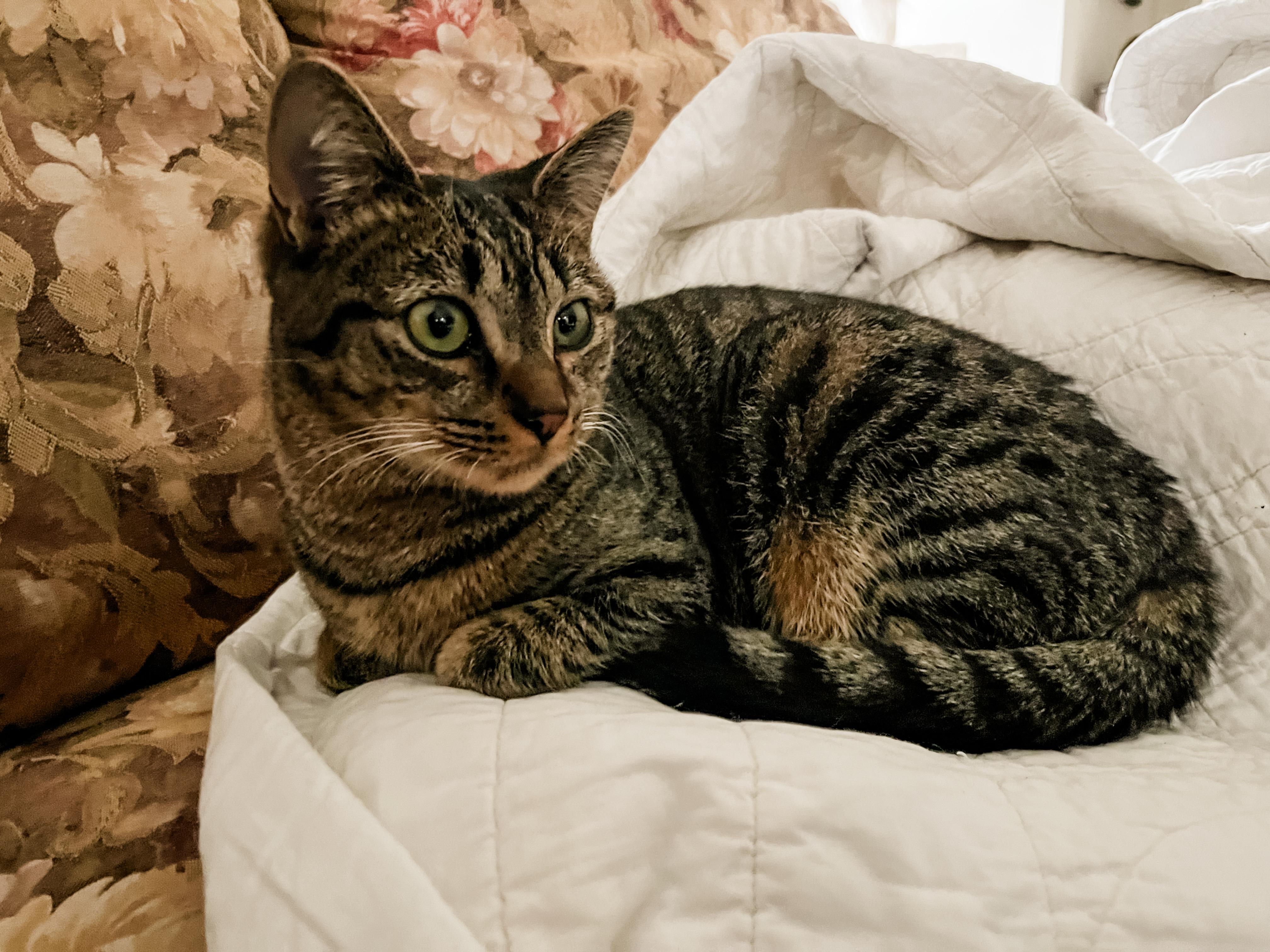 Enlarge GYPSY, a ADOPTABLE Domestic Short Hair in Philadelphia, PA image 2/3