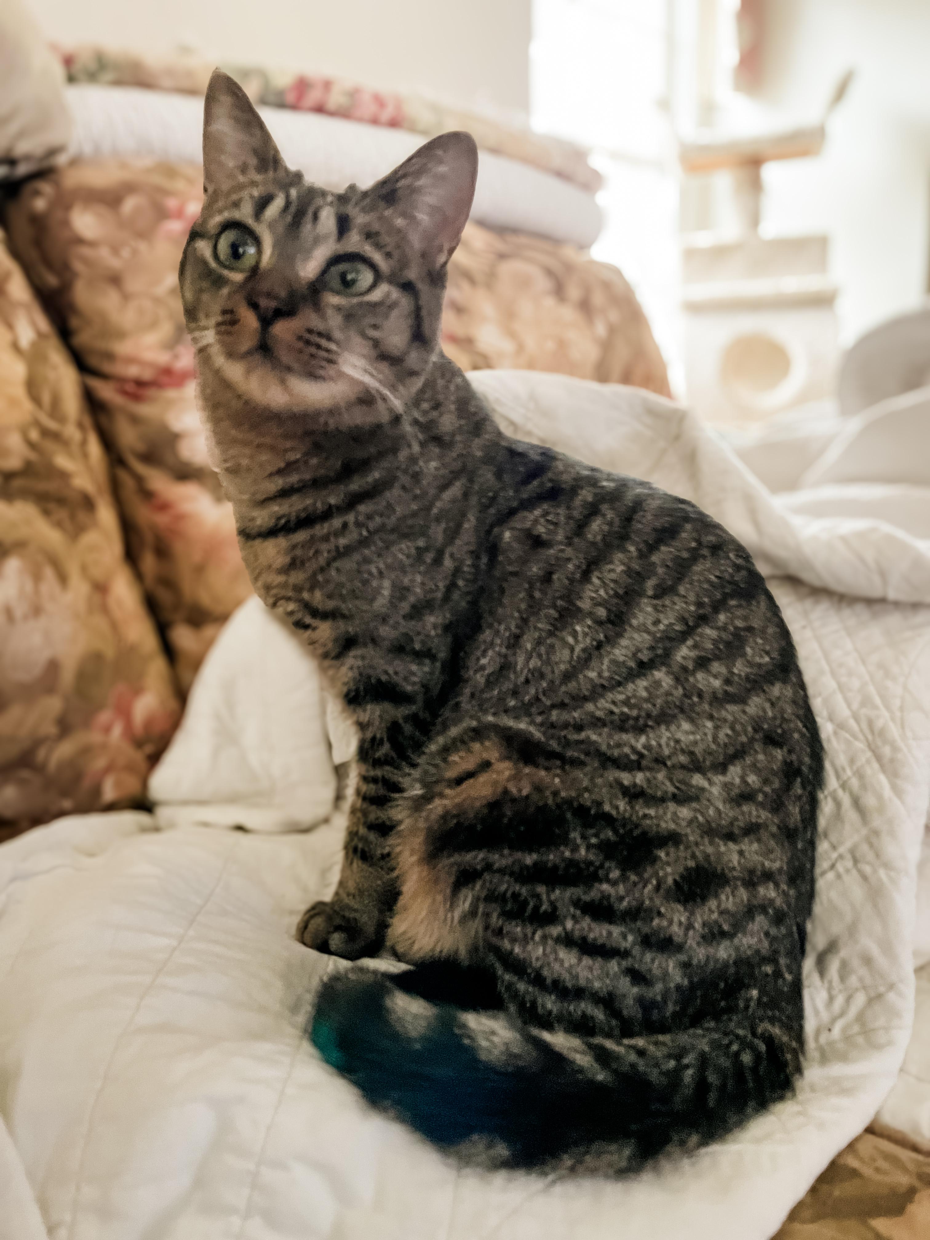 GYPSY, ADOPTABLE, Kitten Female Domestic Short Hair.