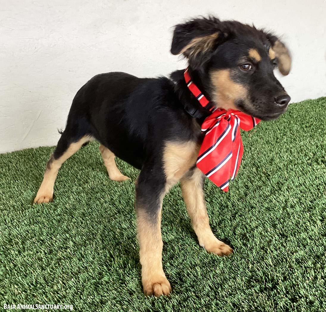Audra, an adopted mixed breed in San Diego, CA image 3/3