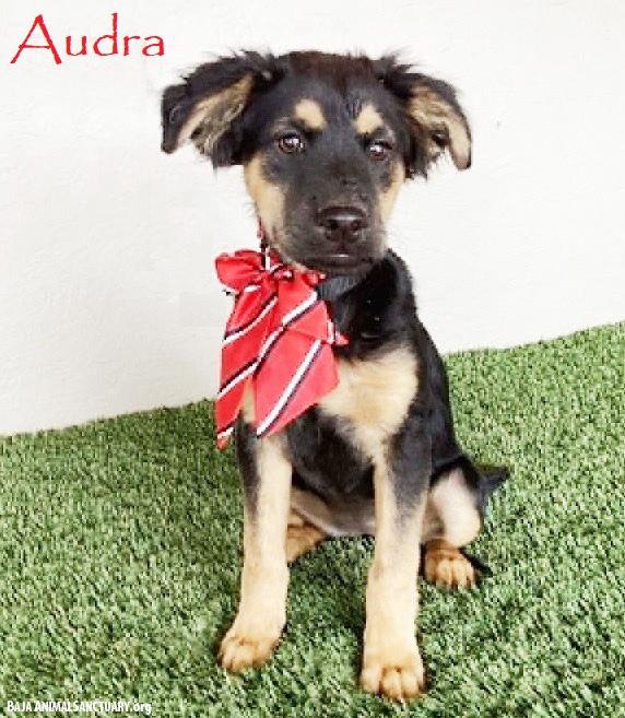 Audra, adopted, Puppy Female German Shepherd Dog & Australian Shepherd.