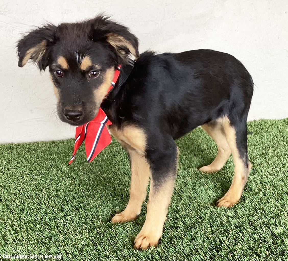 Audra, an adopted mixed breed in San Diego, CA image 2/3