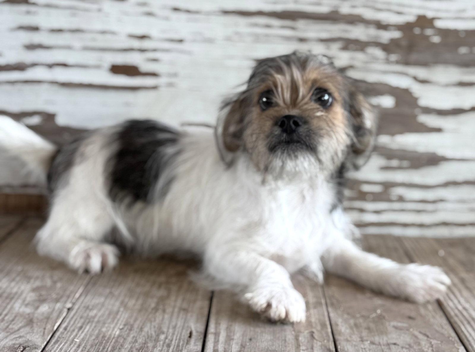 Enlarge Nathalie's Bryce TX, a Adopted Terrier in Boonton, NJ image 1/3