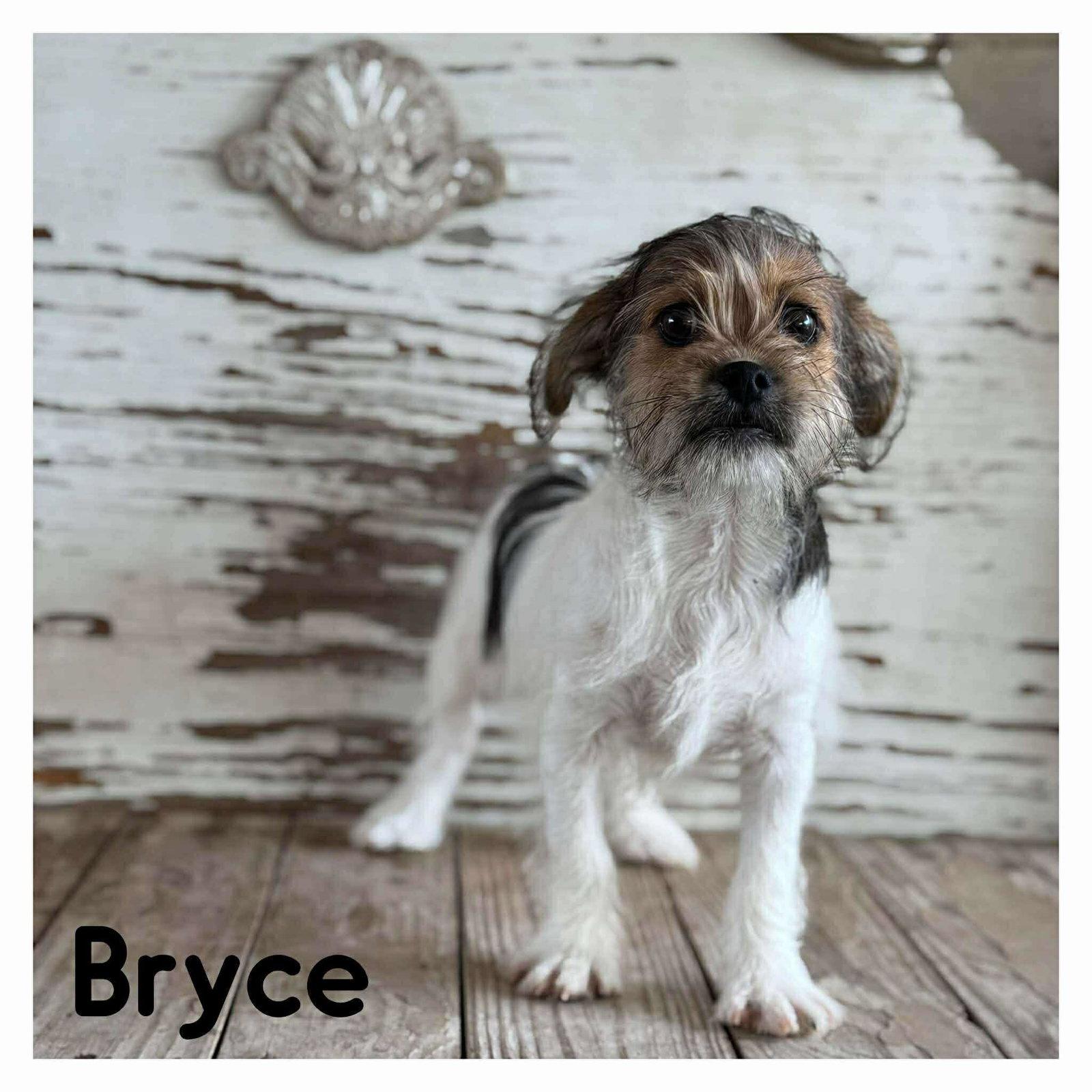 Enlarge Nathalie's Bryce TX, a Adopted Terrier in Boonton, NJ image 2/3
