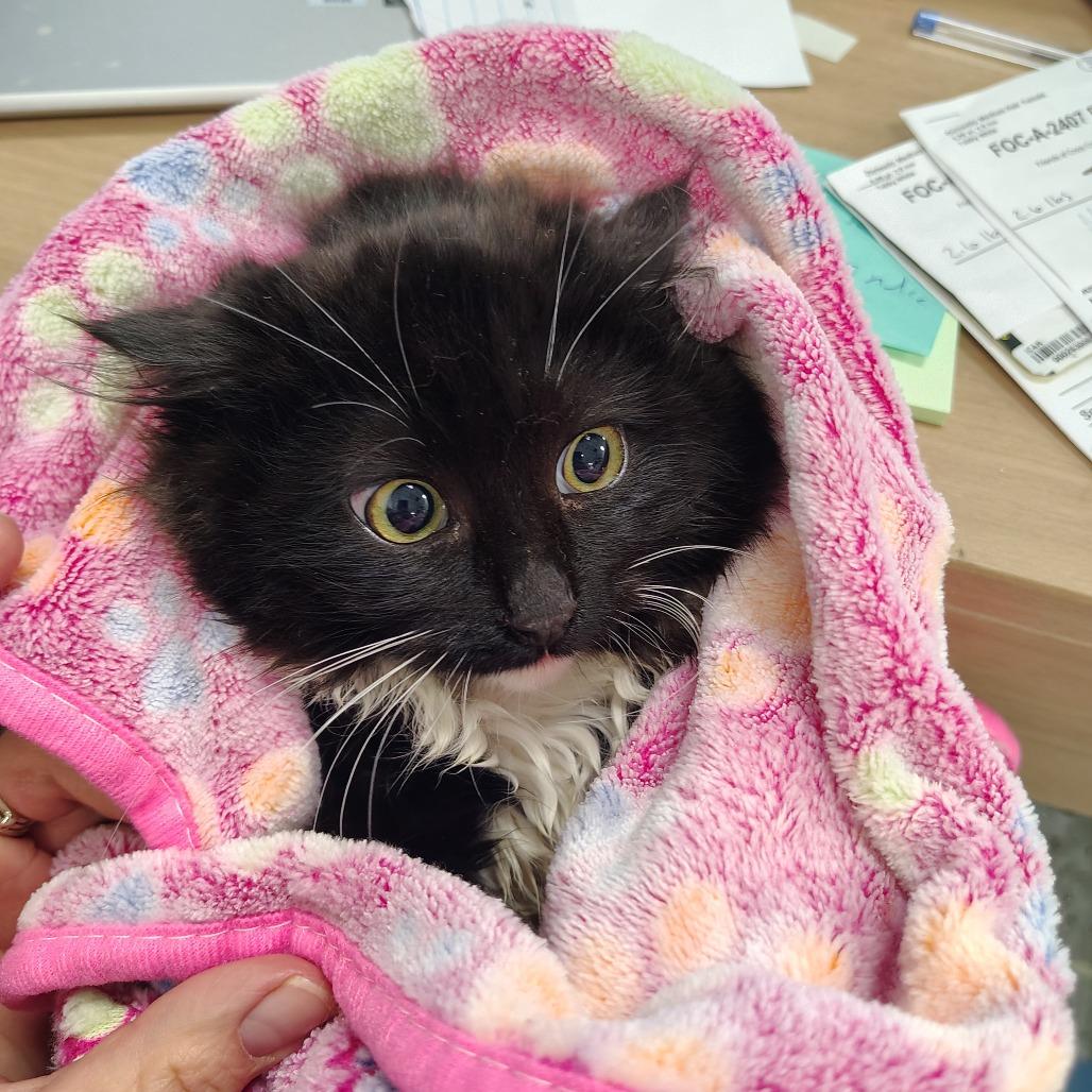 Enlarge GrayCee, a Adoptable Domestic Long Hair in Coos Bay, OR image 1/1