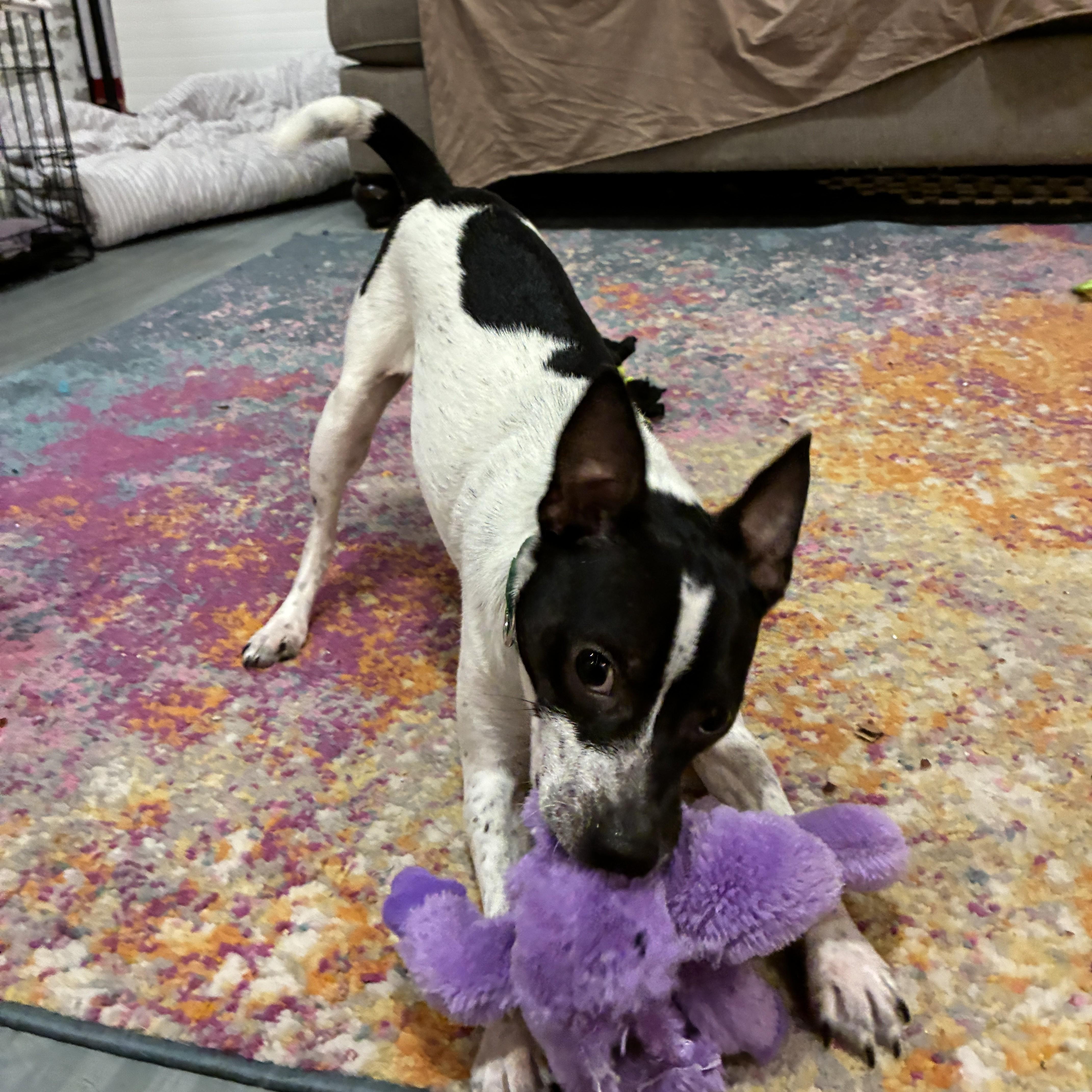 Enlarge Russell, an adopted mixed breed in Columbus, OH image 1/6