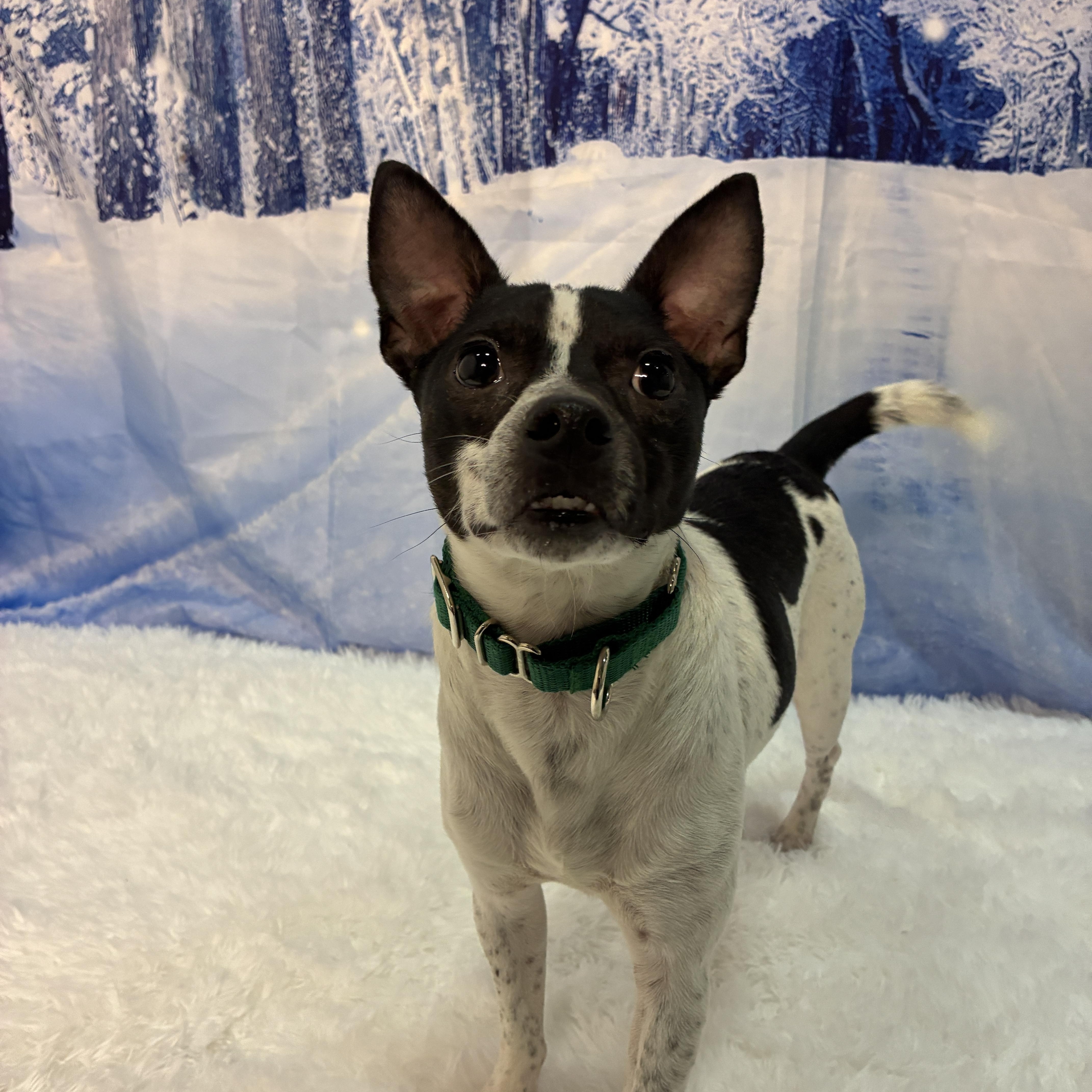 Enlarge Russell, an adopted mixed breed in Columbus, OH image 2/6