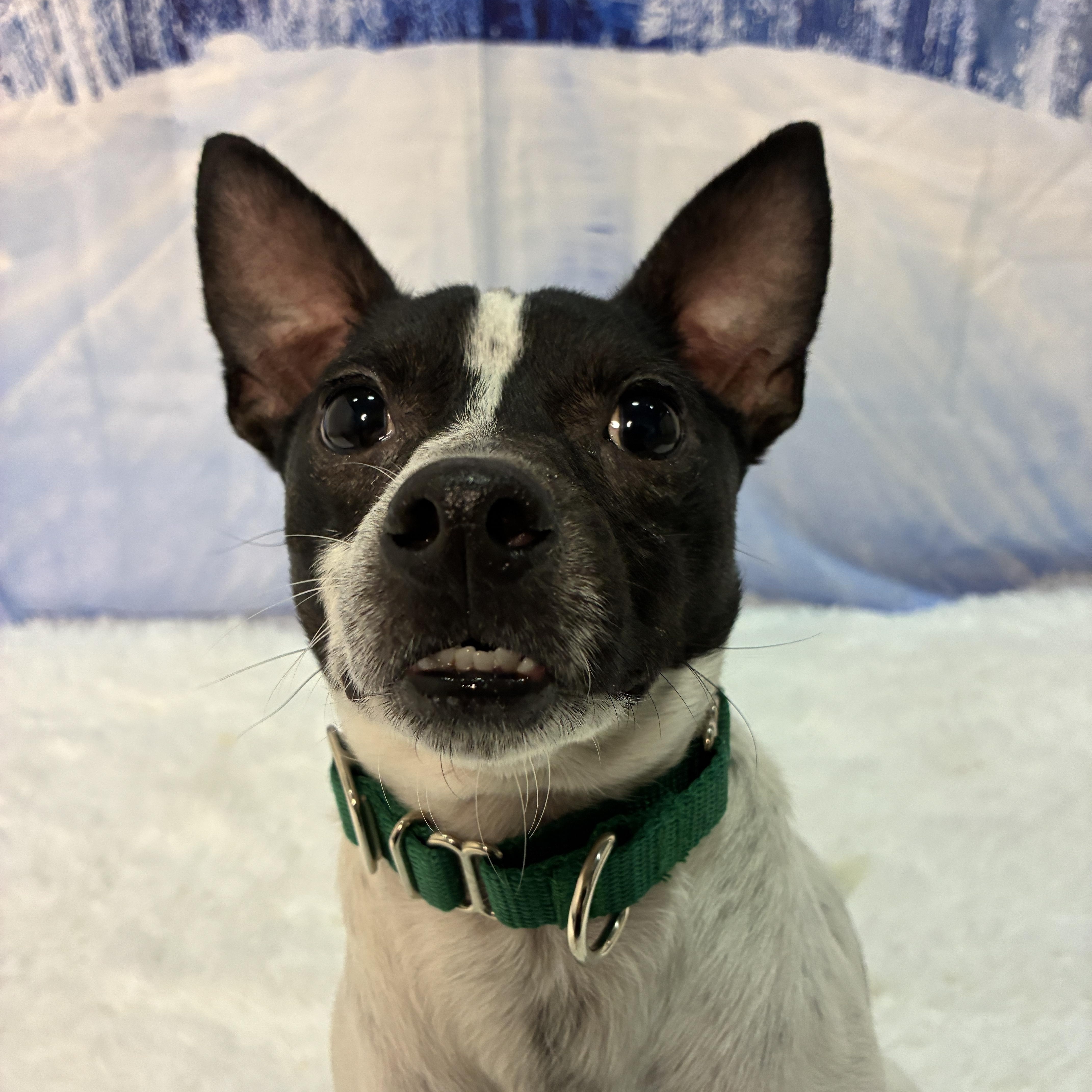 Enlarge Russell, an adopted mixed breed in Columbus, OH image 4/6