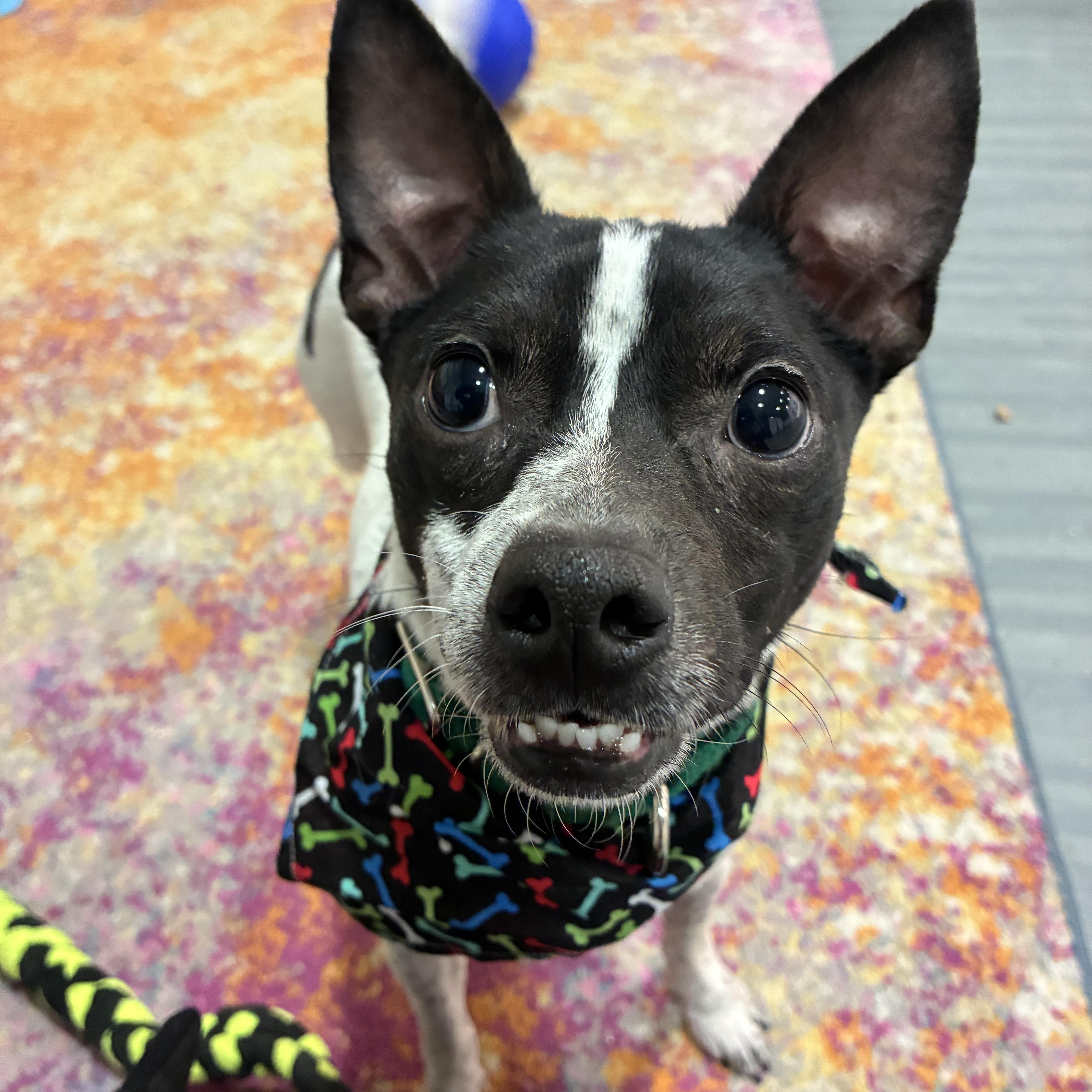 Enlarge Russell, an adopted mixed breed in Columbus, OH image 5/6