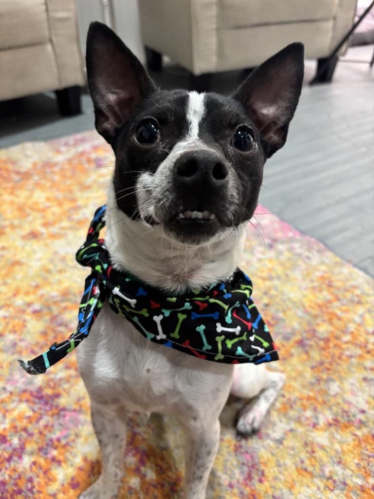 Enlarge Russell, an adopted mixed breed in Columbus, OH image 6/6