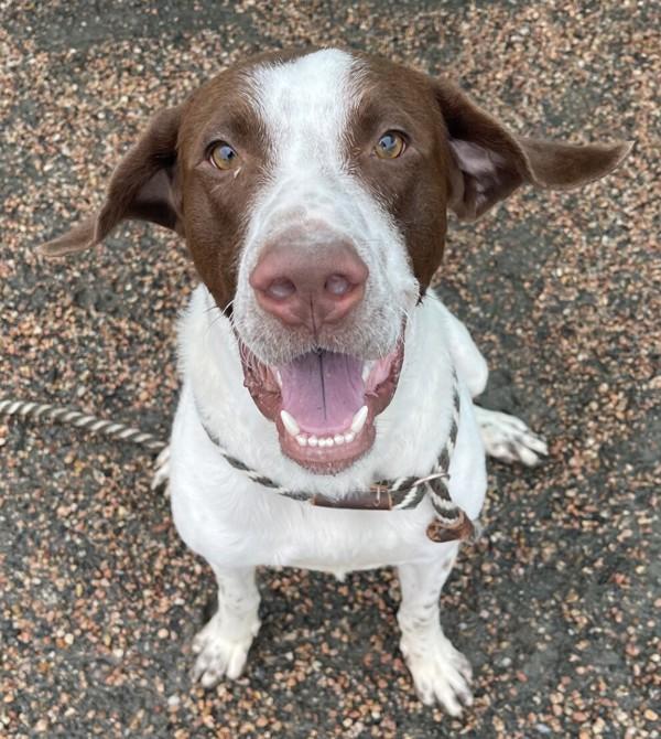 Enlarge Archer, a Adoptable mixed breed in Golden, CO image 2/2