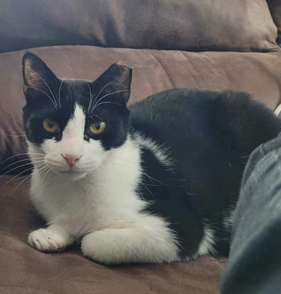 Enlarge Smitty, a Adoptable Domestic Short Hair in Stewartsville, NJ image 1/3