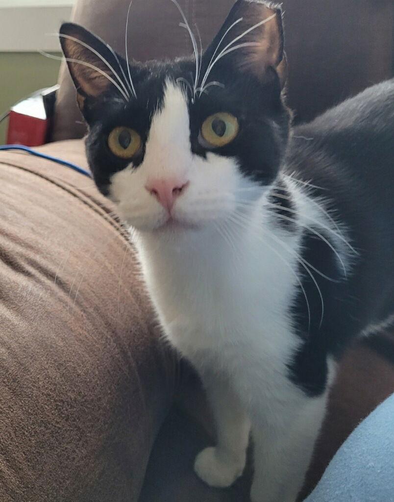 Enlarge Smitty, a Adoptable Domestic Short Hair in Stewartsville, NJ image 3/3