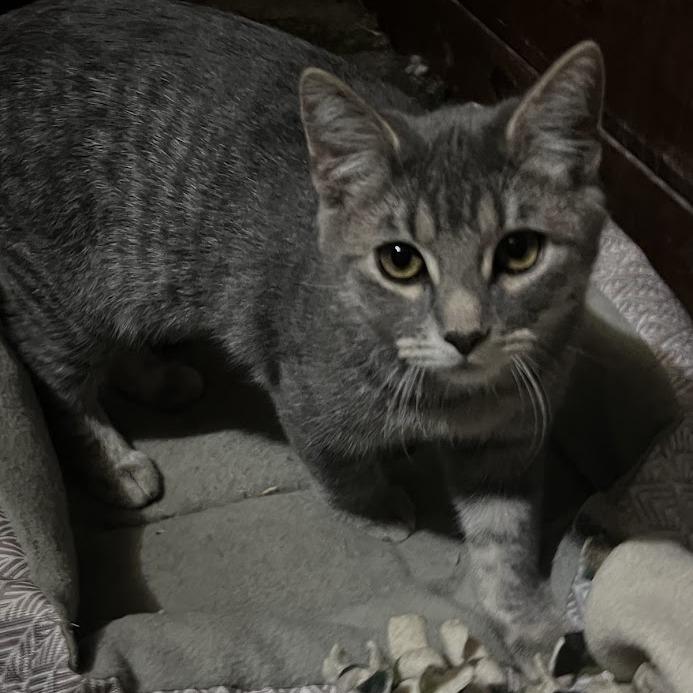 Tiger — thumbnail 2