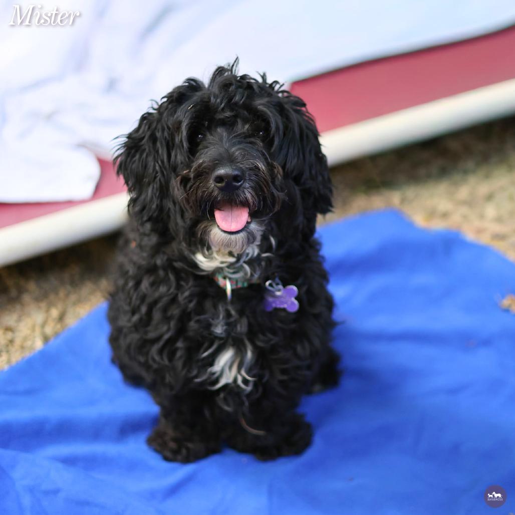 Mister, a Adoptable mixed breed in Hopkinton, MA image 1/6