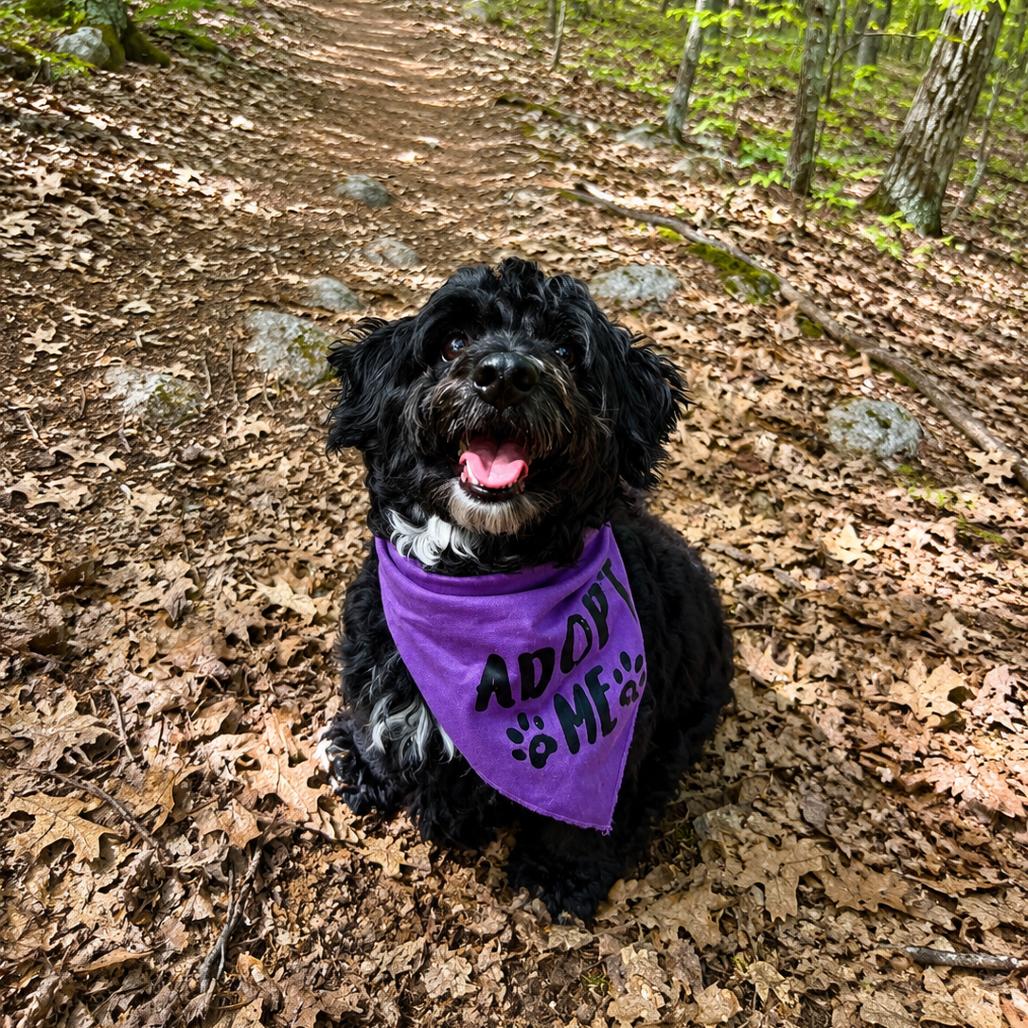 Mister, a Adoptable mixed breed in Hopkinton, MA image 3/6