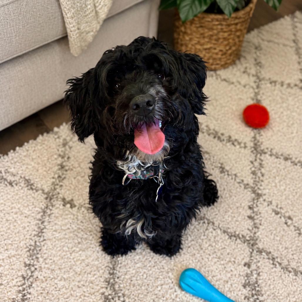 Mister, a Adoptable mixed breed in Hopkinton, MA image 4/6