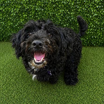 Mister, a Adoptable mixed breed in Hopkinton, MA image 5/6