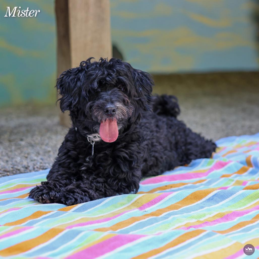 Mister, a Adoptable mixed breed in Hopkinton, MA image 6/6