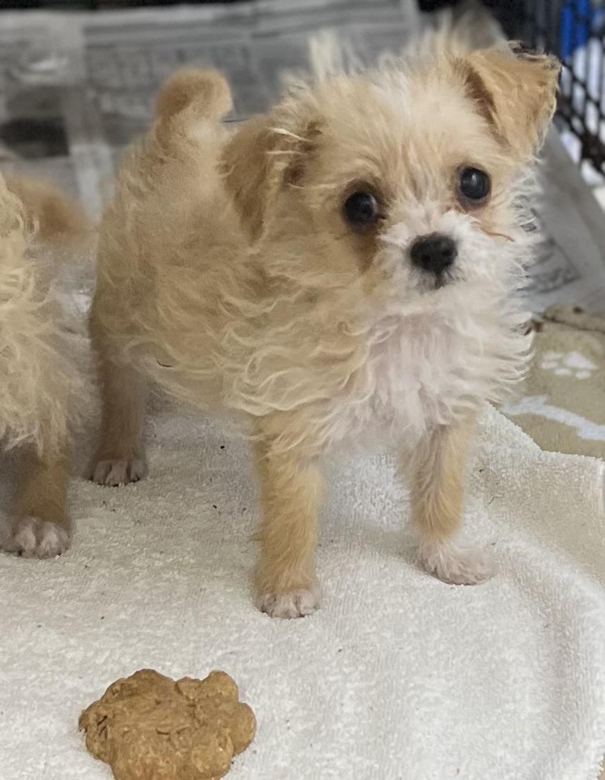 Frankie, adopted, Puppy Male Maltese.