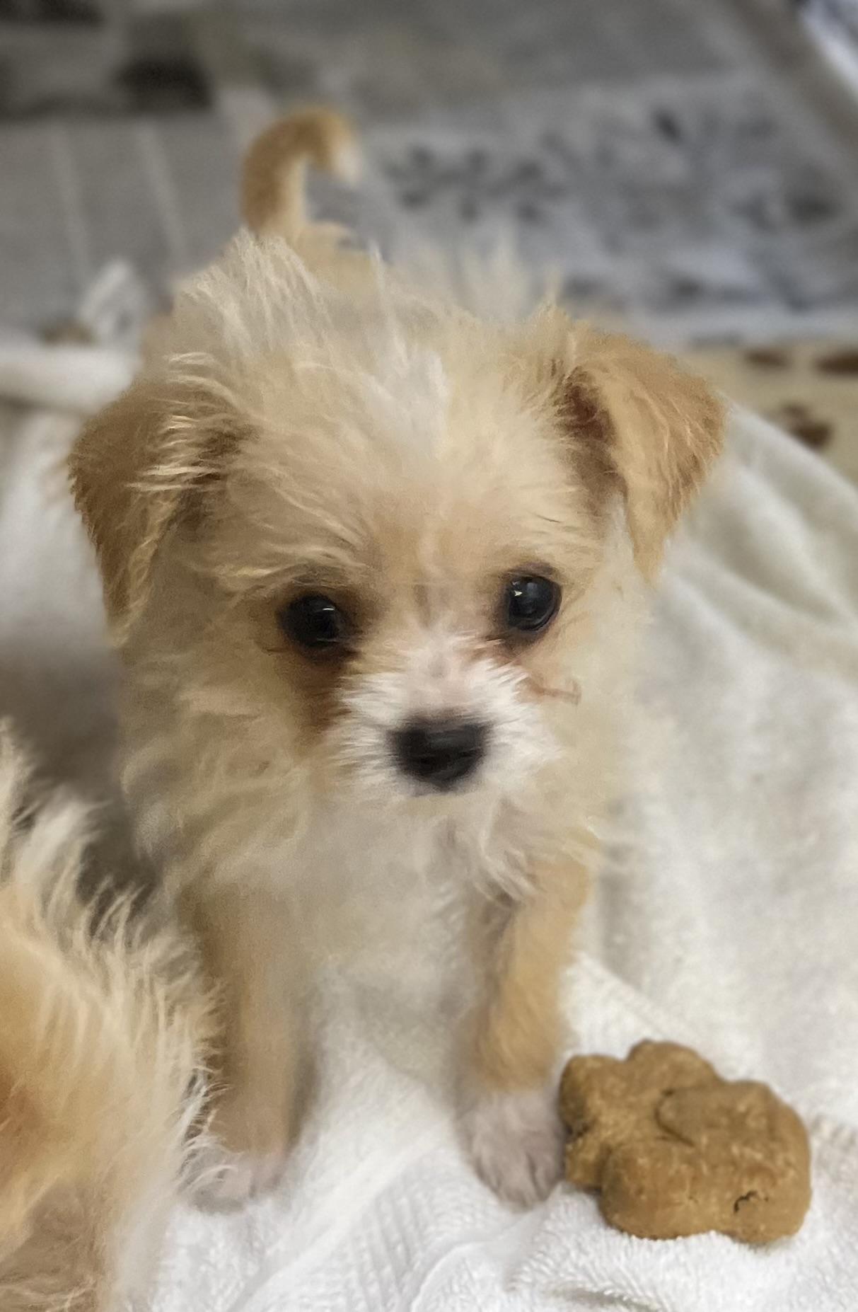 Enlarge Frankie, an adopted Maltese in Los Angeles, CA image 2/3