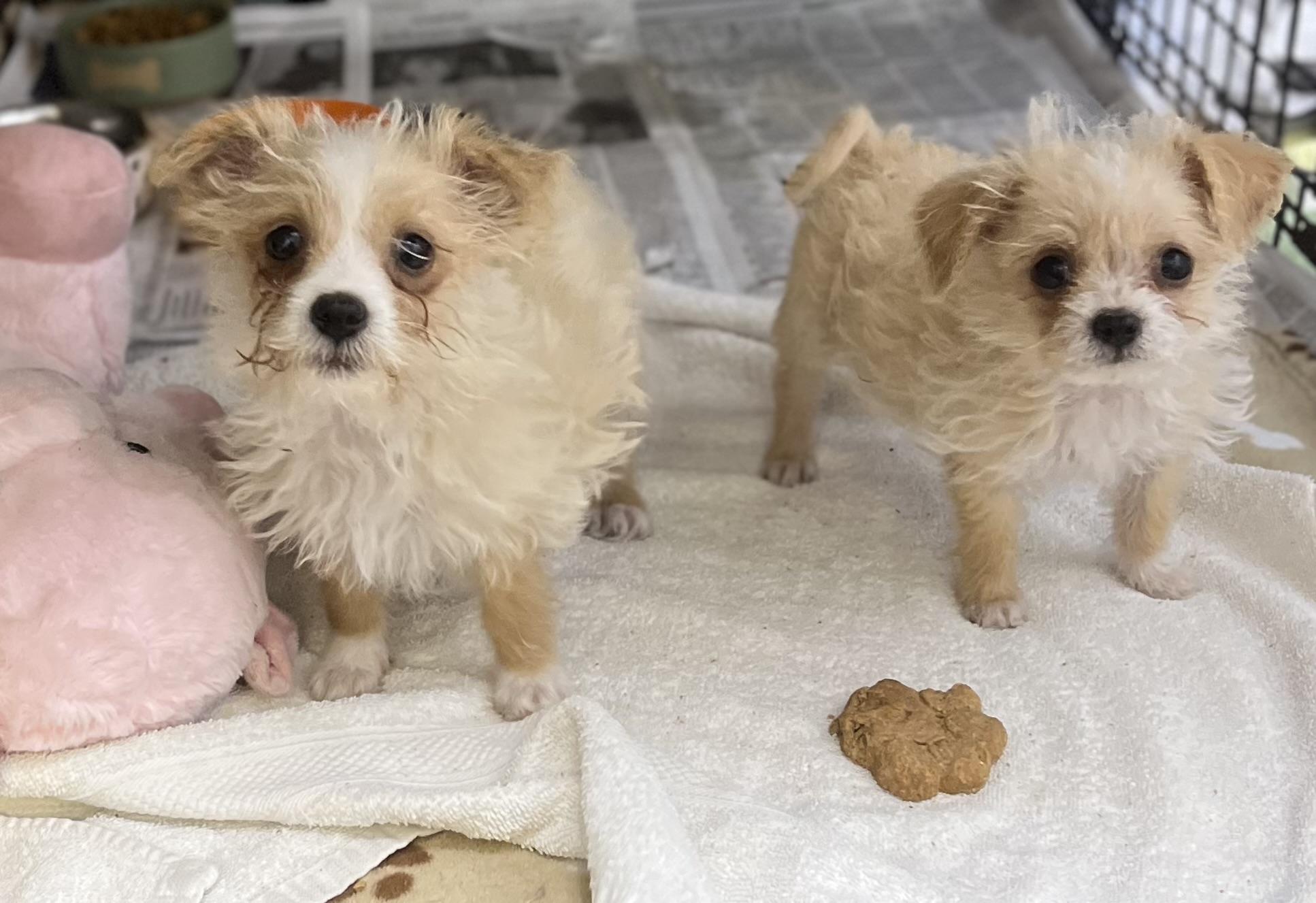 Enlarge Frankie, an adopted Maltese in Los Angeles, CA image 3/3