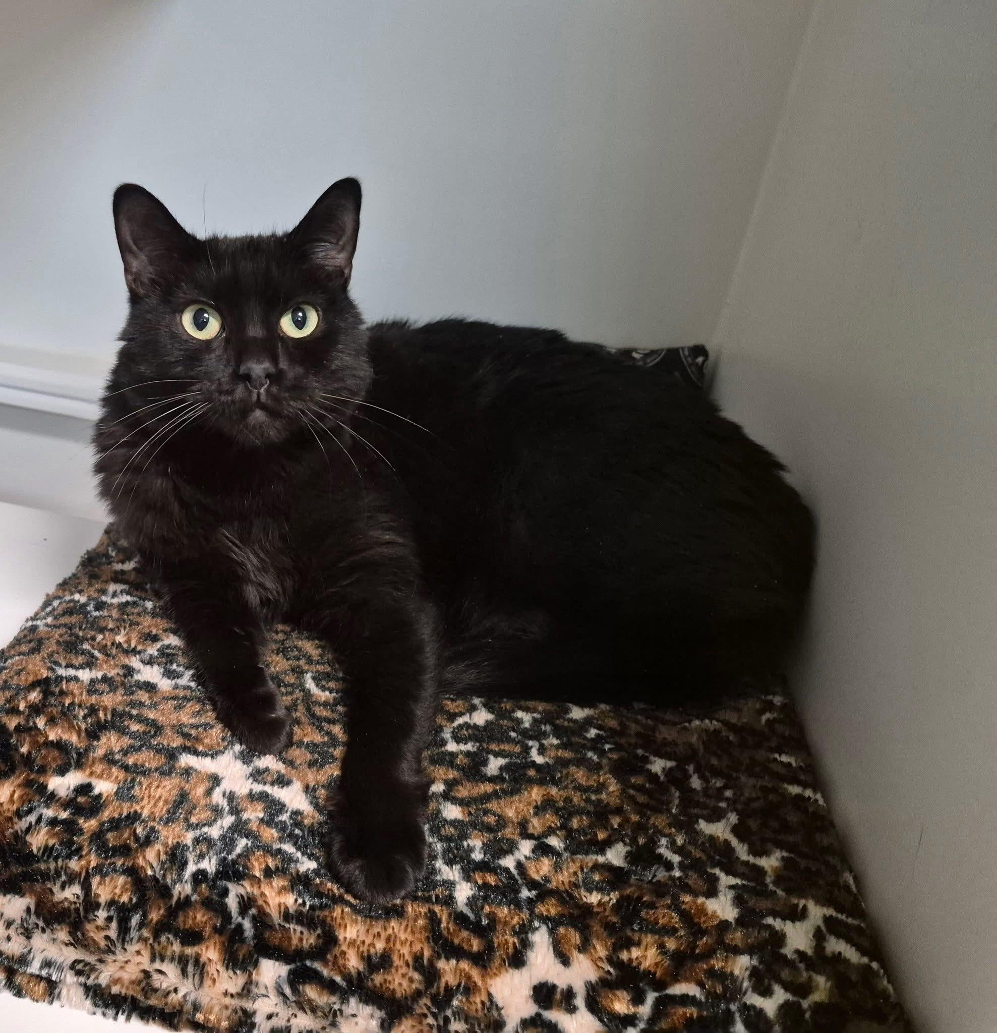 Enlarge Ruth, a Adoptable Domestic Medium Hair in Tomah, WI image 3/3