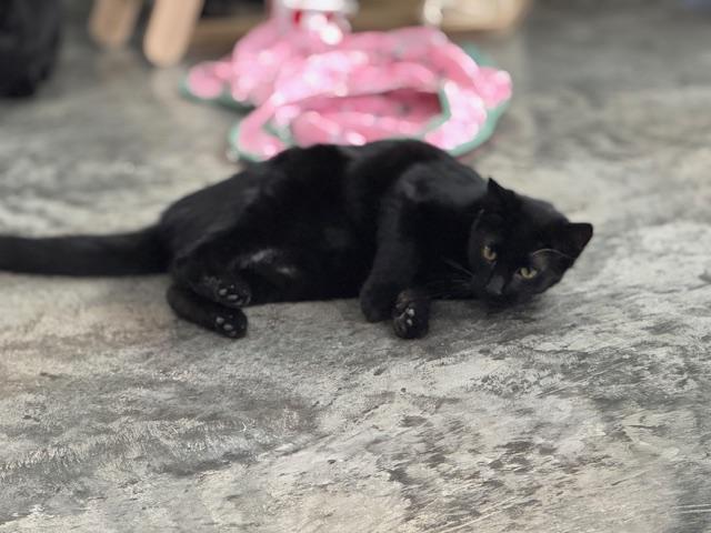 Ruth, a Adoptable Domestic Medium Hair in Tomah, WI image 1/4