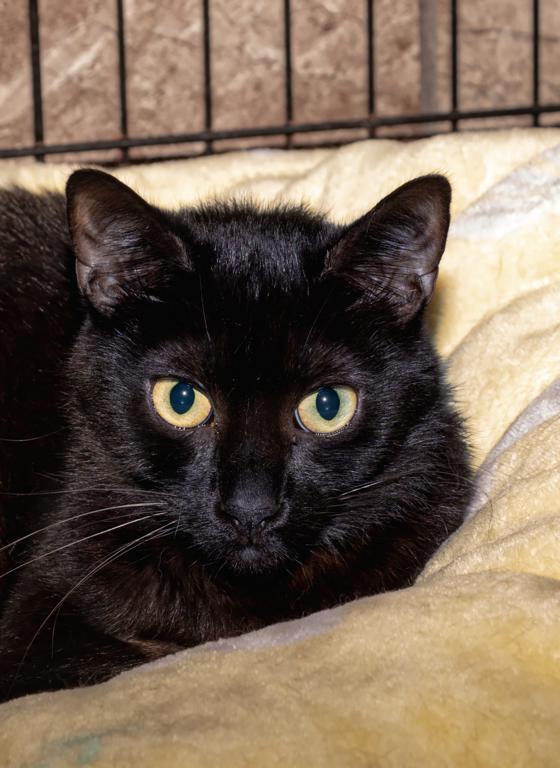 Ruth, a Adoptable Domestic Medium Hair in Tomah, WI image 2/4