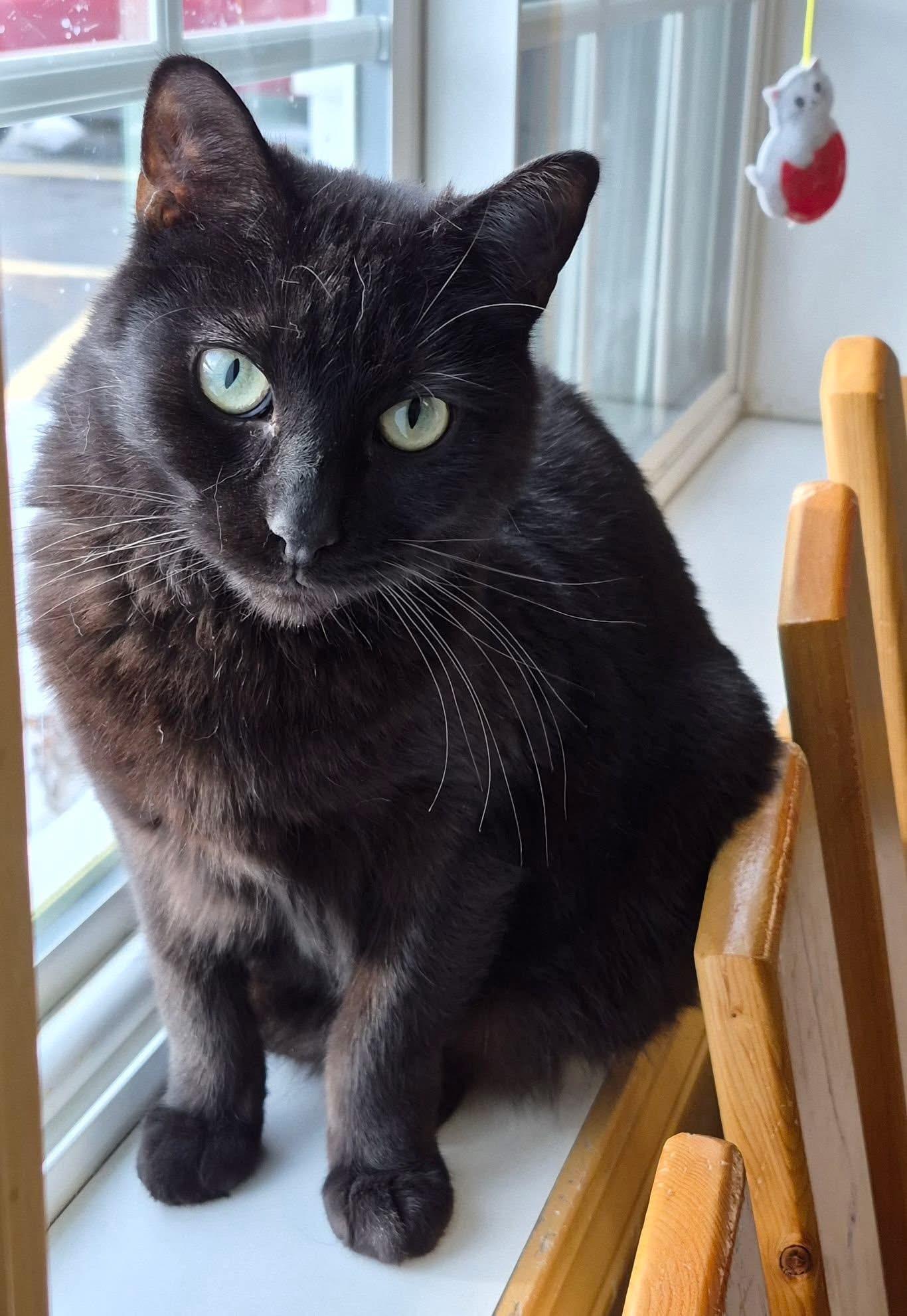 Enlarge Ruth, a Adoptable Domestic Medium Hair in Tomah, WI image 1/4