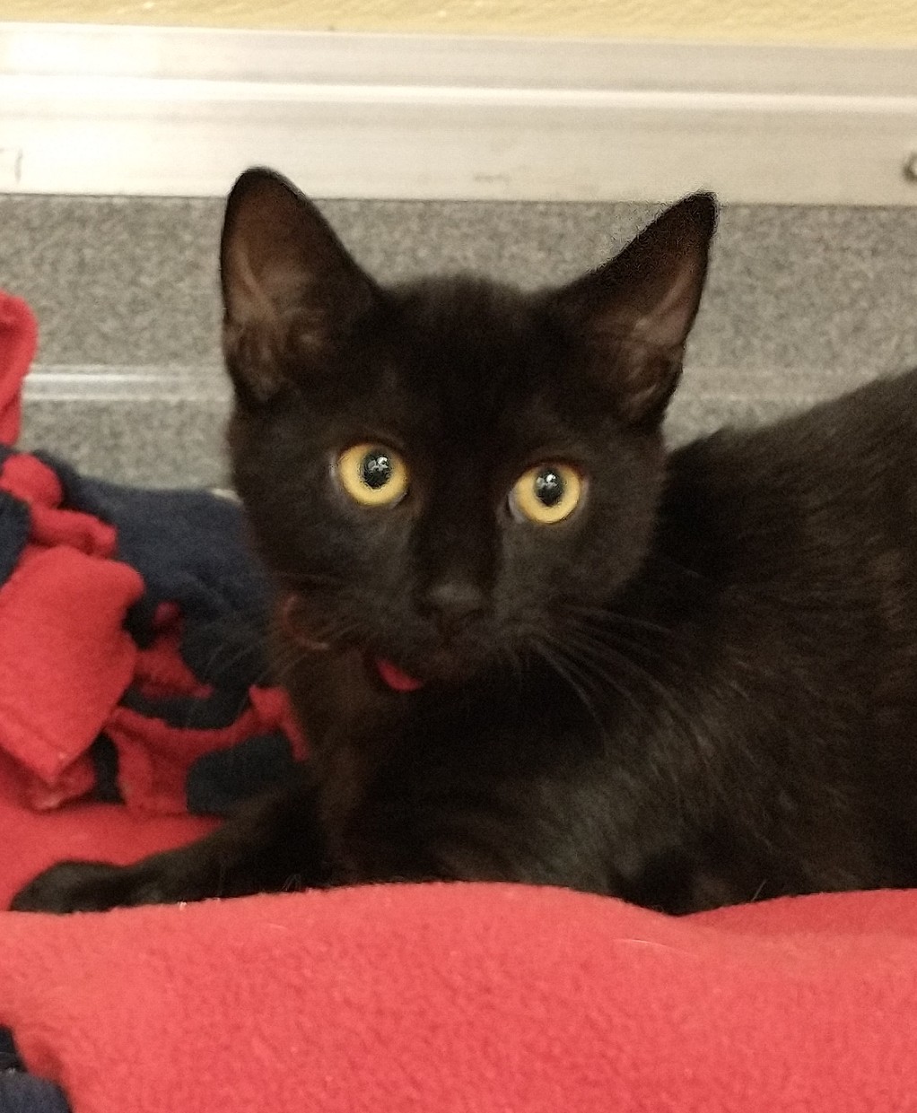 Ruth, a Adoptable Domestic Medium Hair in Tomah, WI image 3/4