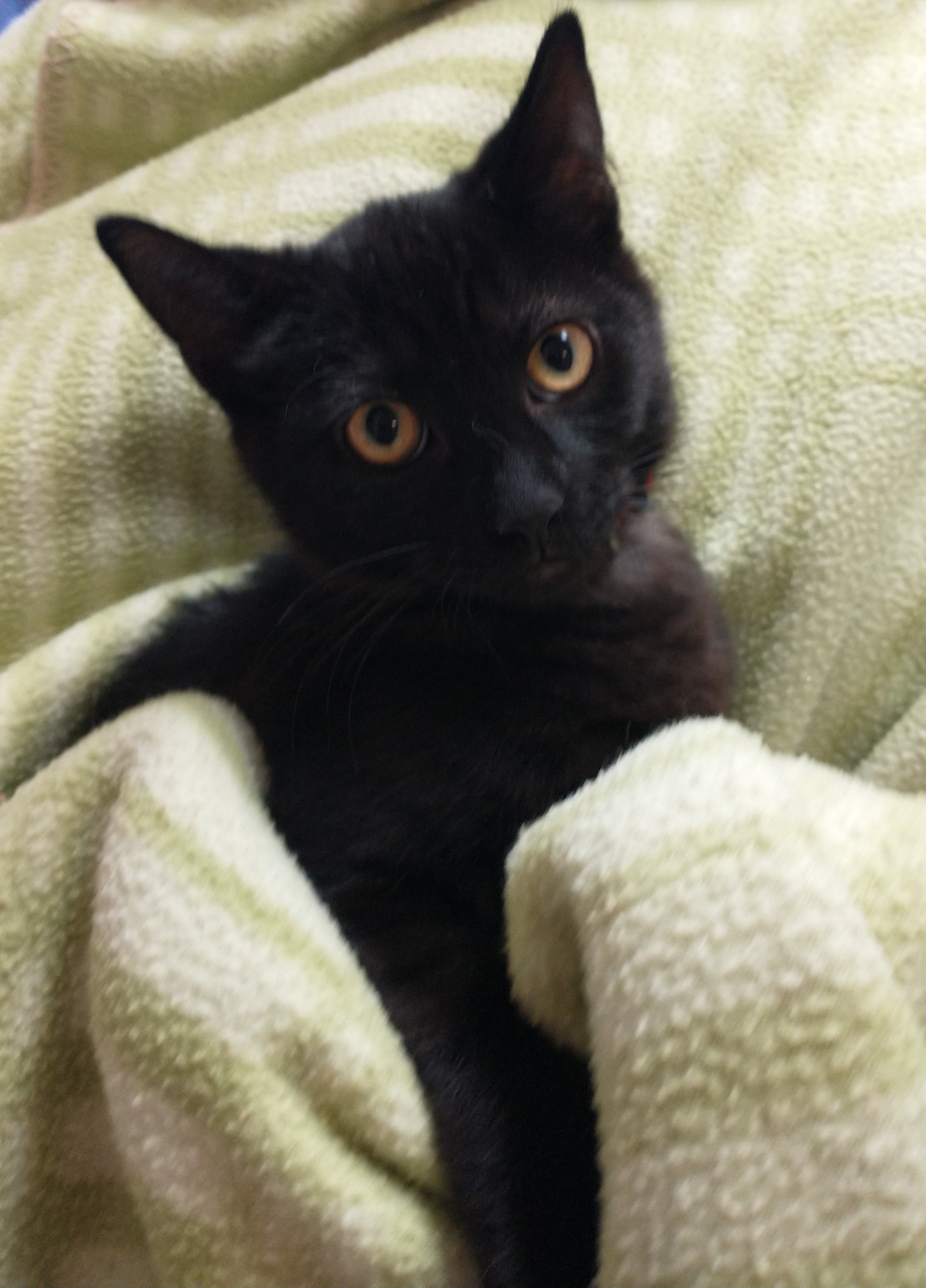Ruth, a Adoptable Domestic Medium Hair in Tomah, WI image 4/4