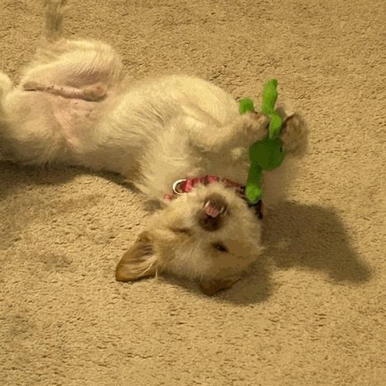 Poochie, a ADOPTABLE mixed breed in Greenville, SC image 3/4