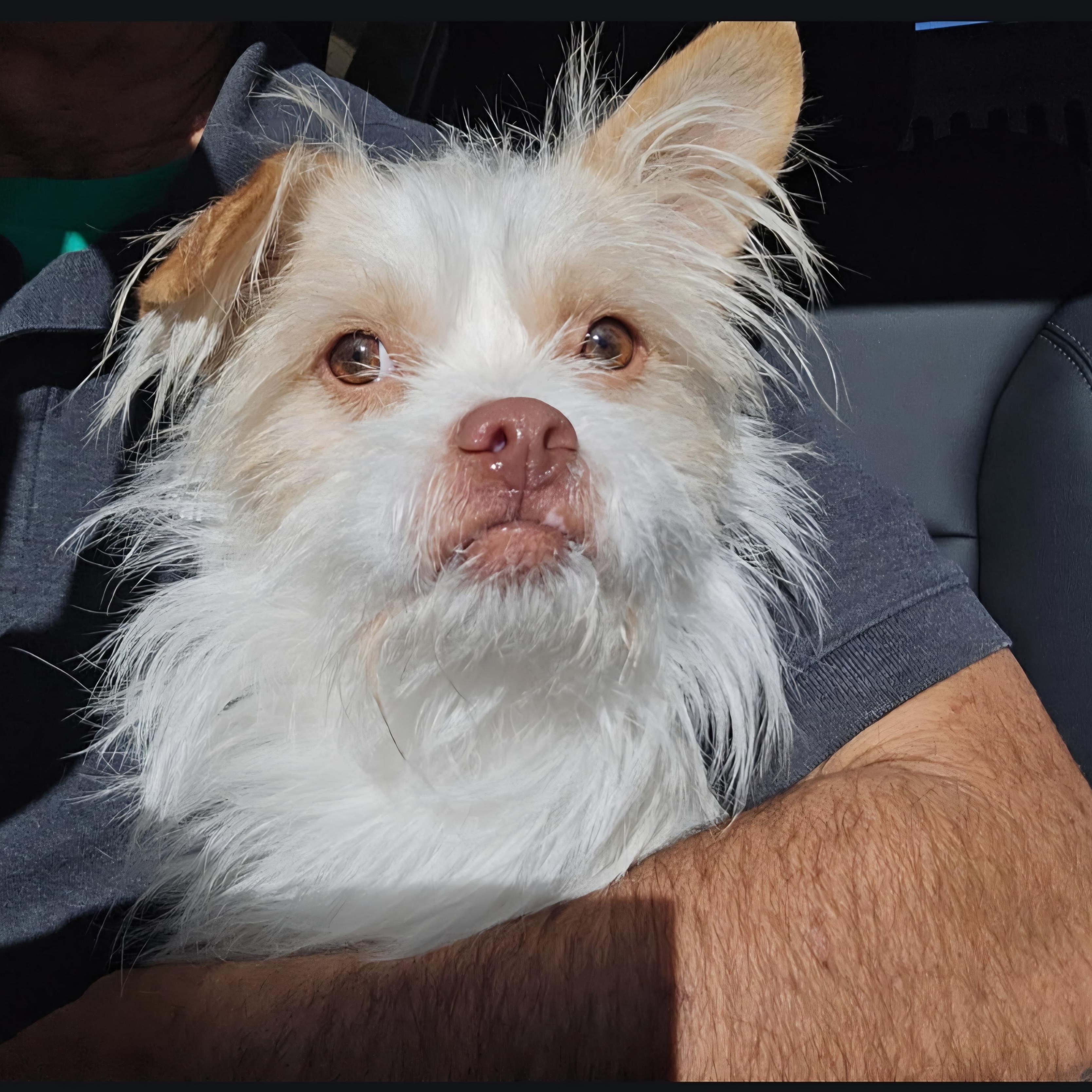 Enlarge Poochie, a ADOPTABLE mixed breed in Greenville, SC image 6/6