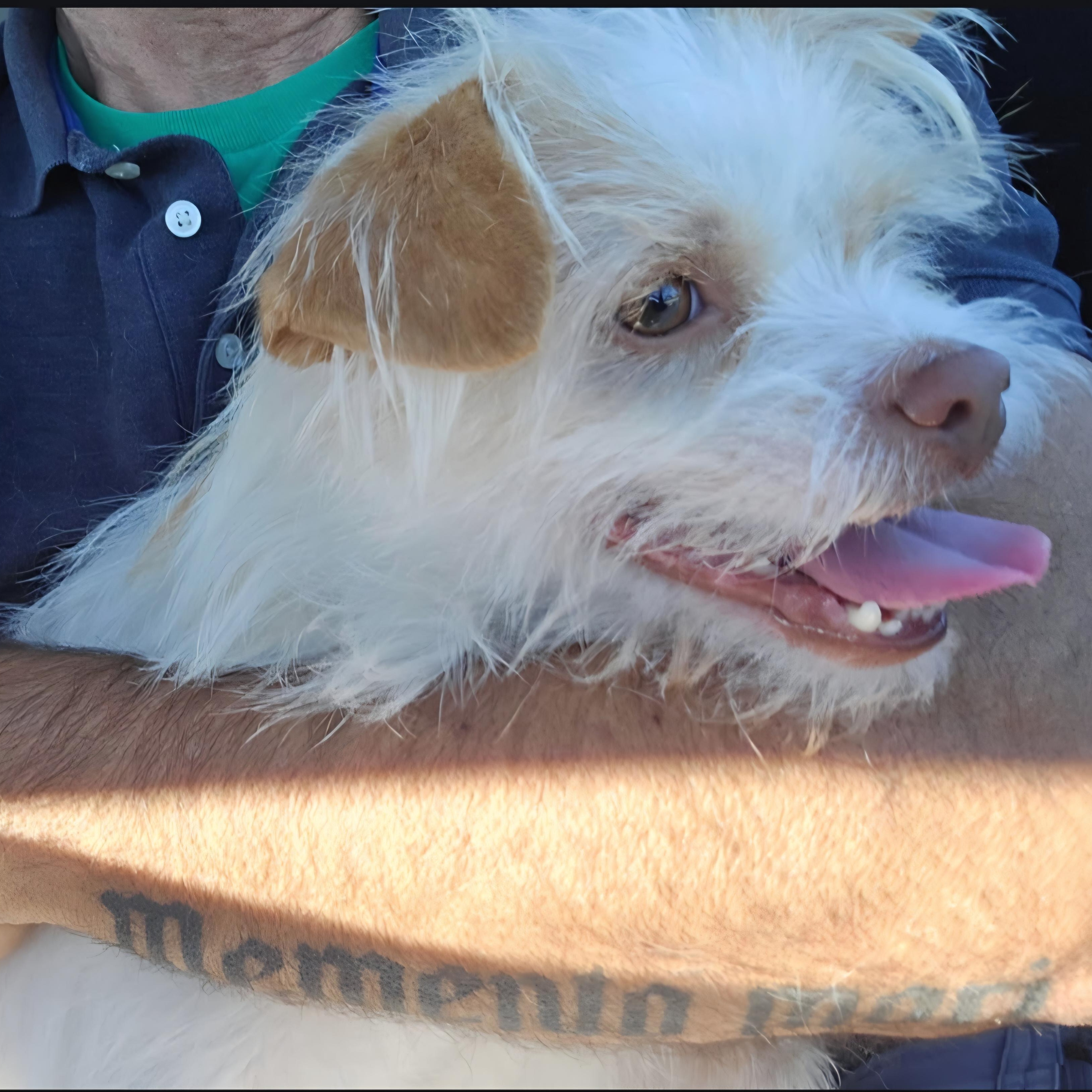 Poochie, ADOPTABLE, Adult Male Cairn Terrier & West Highland White Terrier / Westie.
