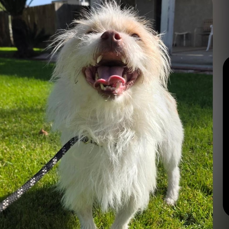 Poochie, ADOPTABLE, Adult Male Cairn Terrier & West Highland White Terrier / Westie.