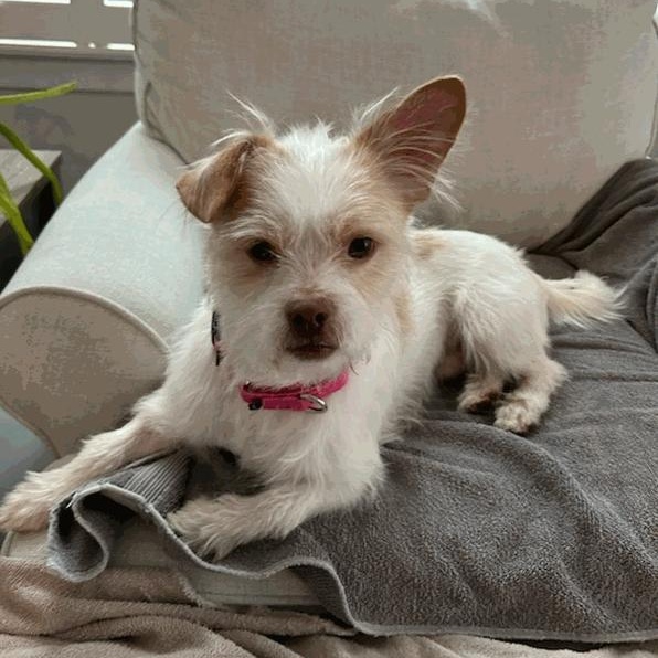 Poochie, ADOPTABLE, Adult Male Cairn Terrier & West Highland White Terrier / Westie.