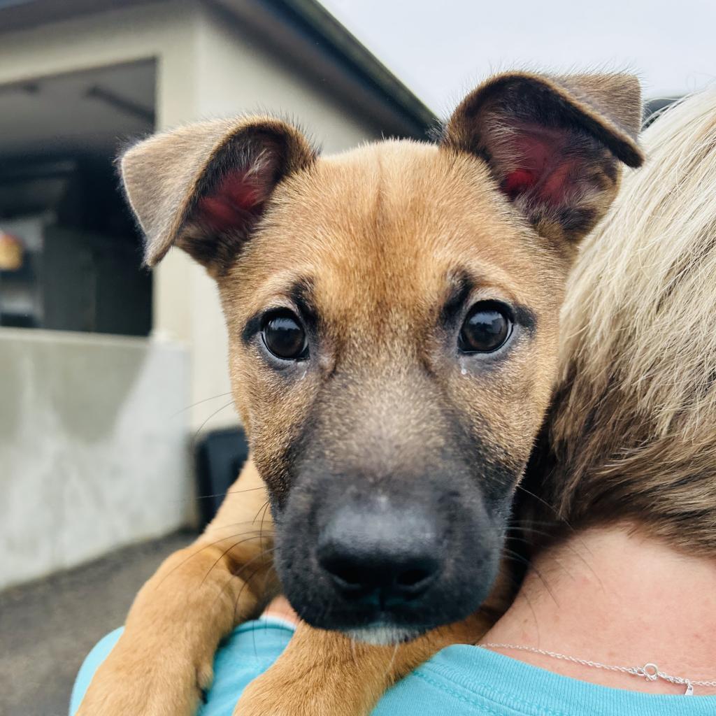 Cherry, a Adoptable mixed breed in Gainesville, GA image 1/6