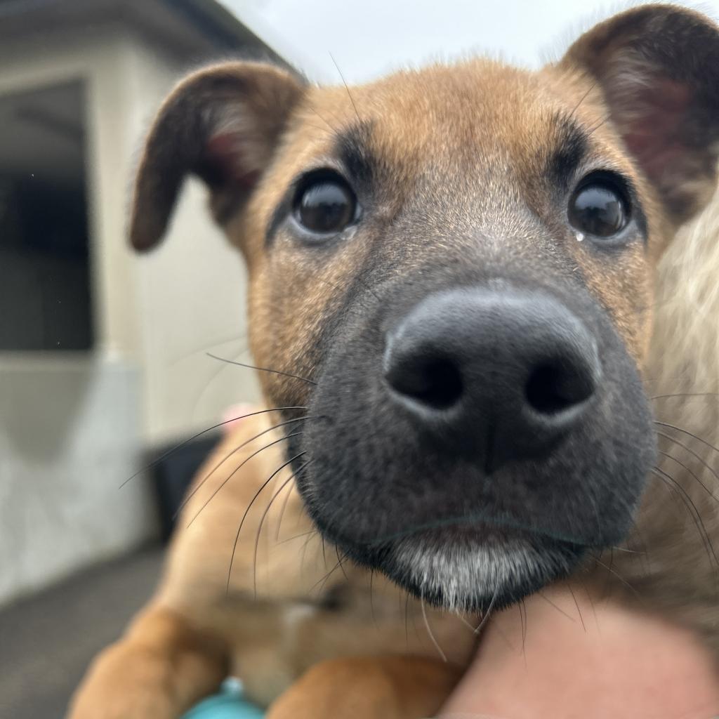 Cherry, a Adoptable mixed breed in Gainesville, GA image 2/6