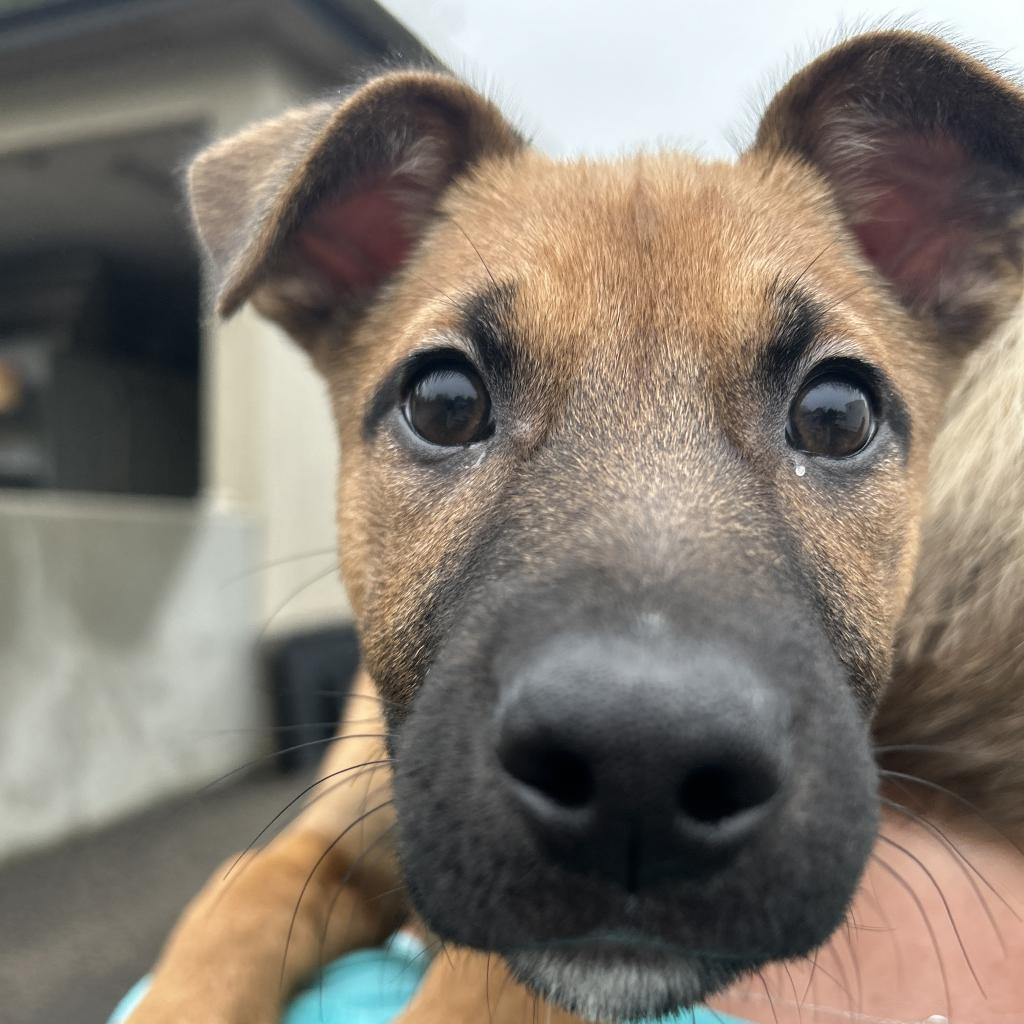 Cherry, a Adoptable mixed breed in Gainesville, GA image 3/6