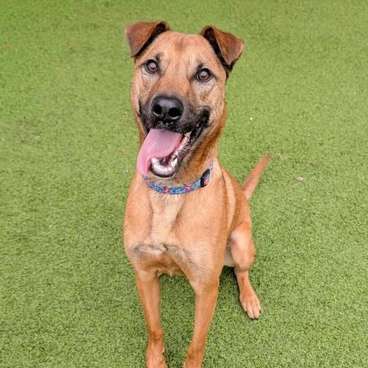 Cherry, a Adoptable mixed breed in Gainesville, GA image 4/6