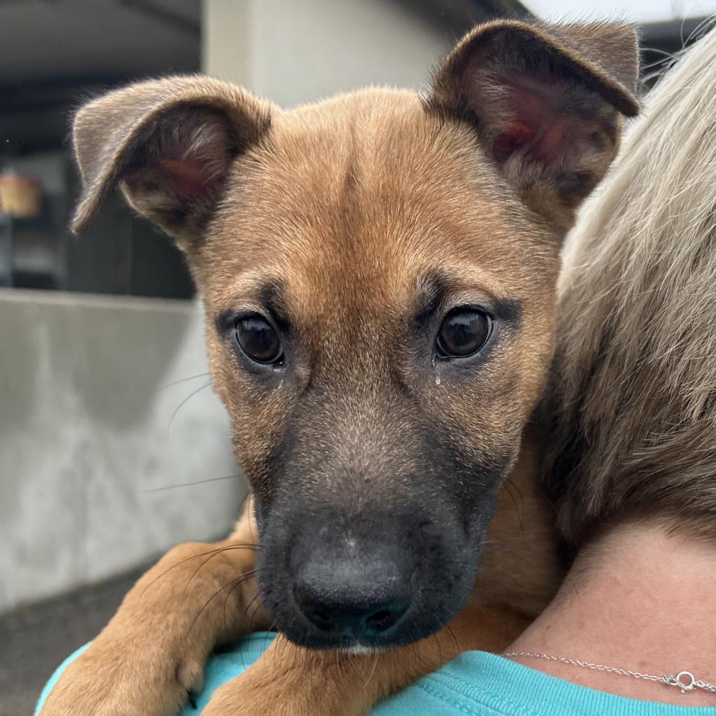 Cherry, a Adoptable mixed breed in Gainesville, GA image 5/6